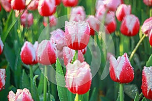 fresh red and white tulip garden for pattern and background