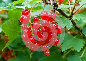 Fresh redcurrant fruit photo