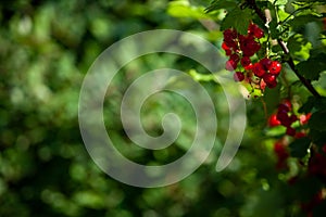 Fresh redcurrant Ribes rubrum in orchard on right of frame create natural pattern for copy space. Selected focus on blurred dark