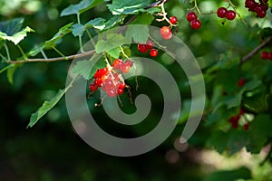 Fresh redcurrant Ribes rubrum in orchard on top of frame create natural pattern for copy space. Selected focus on blurred dark