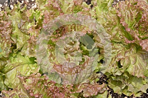 Fresh redleaf lettuce growing, background