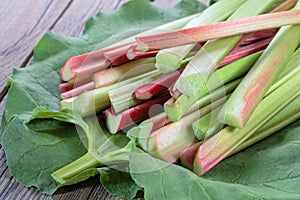 Fresh rhubarb