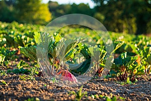 Fresh rhubarb growing in a field at sunrise. Concepts of organic farming, kitchen garden, sustainable vegetable gardening