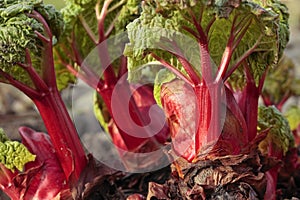 Fresh rhubarb shoots photo