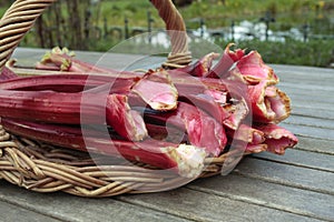 Fresh rhubarb shoots closeup on willow basket