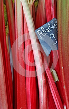 Fresh rhubarb stems