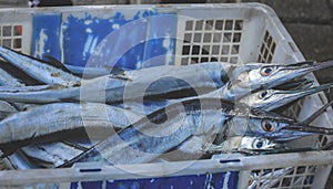 Fresh ribbonfish are on sale at seafood market