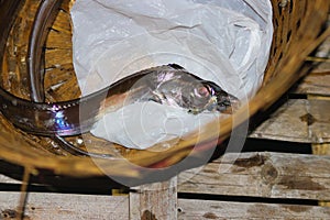 Fresh ribbonfish (Trichiurus lepturus) on bamboo basket in the night