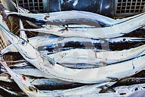 Fresh ribbonfish or Trichiurus lepturus on basket