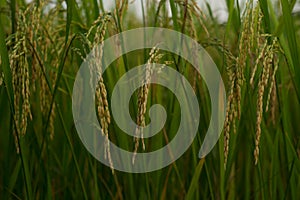 Fresh Rice ear in paddy fields