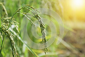 fresh rice paddy in field