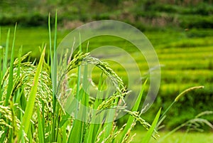 Fresh rice paddy in field. Agriculture, food