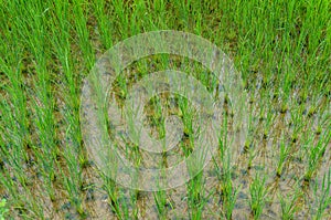 Fresh rice shootings on a rice paddy