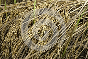 Fresh rice spike and grain in the field waiting for collecting process for rice grain