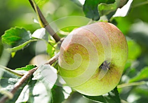 Fresh ripe apple on a tree