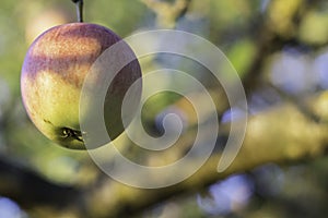 Fresh ripe apple on a tree. apple tree - copy space