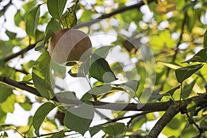 Fresh ripe apple on a tree. apple tree - copy space