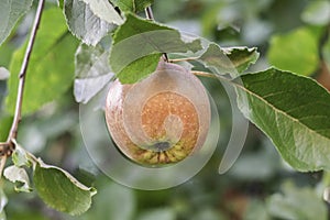 Fresh ripe apple on a tree. One red juicy apple on a branch of apple tree