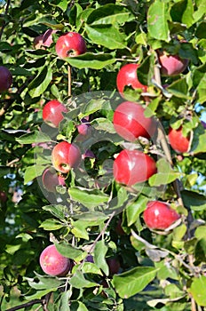 Fresh ripe apples on apple tree branch in the garden