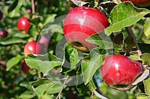 Fresh ripe apples on apple tree branch in the garden