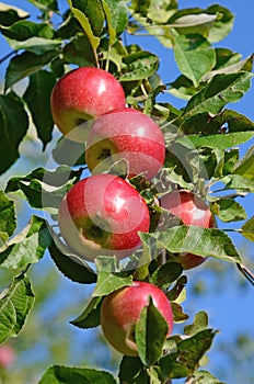 Fresh ripe apples on apple tree branch in the garden