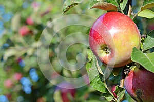 Fresh ripe apples on apple tree branch in the garden close up