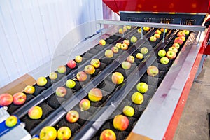 The fresh ripe apples rolling on the modern automatic robotic cl