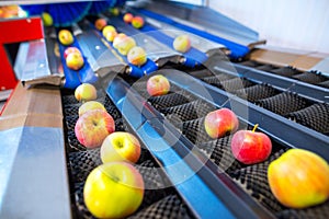 The fresh ripe apples rolling on the modern automatic robotic cl