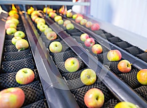 The fresh ripe apples rolling on the modern automatic robotic cl