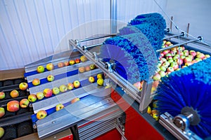 The fresh ripe apples rolling on the modern automatic robotic cl