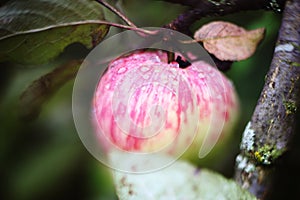 Fresh ripe apples on tree close up photo with rain drops