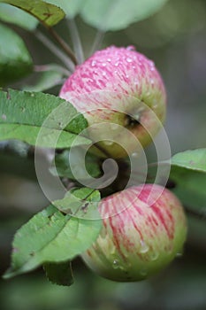 Fresh ripe apples on tree close up photo with rain drops