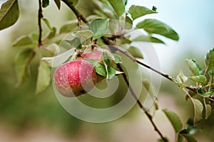 Fresh ripe apples on a tree in a garden