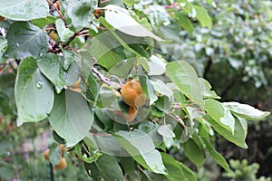 Fresh ripe apricots on the branches of a tree. Orange fruits among green foliage. Natural background