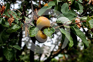 Fresh ripe apricots on the branches of a tree. Orange fruits among green foliage. Natural background