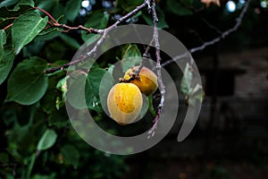 Fresh ripe apricots on the branches of a tree. Orange fruits among green foliage. Natural background