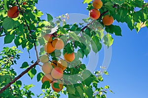 Fresh ripe apricots on tree. Sunny day.