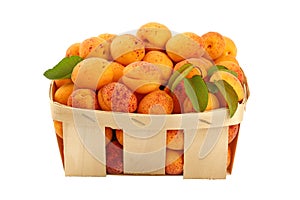 Fresh ripe apricots in wooden basket over white
