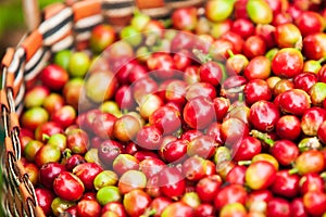 Fresh and ripe Arabica coffee berries in basket