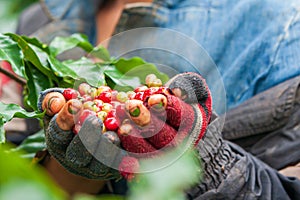 Arabica coffee berries in Laotian young woman hands