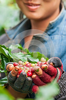 Arabica coffee berries in Laotian young woman hands