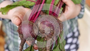 Fresh ripe beetroots in a hands of farmer.