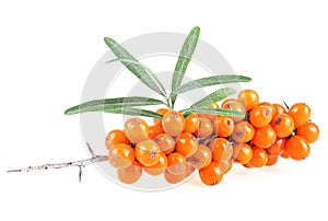Fresh ripe berries of sea buckthorn with green leaves isolated on white background. Wild berries