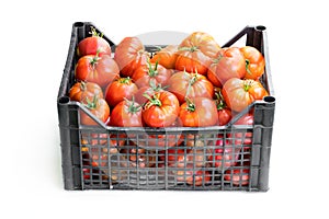 Fresh ripe big tomatoes in plastic crate isolated on white