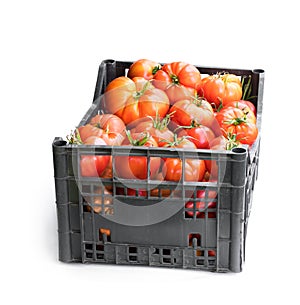 Fresh ripe big tomatoes in plastic crate isolated on white