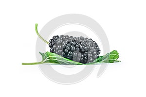 Fresh ripe black mulberry berry fruit with leaf isolated on white background
