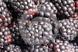 fresh ripe blackberries close-up