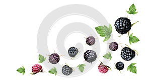 Fresh ripe blackberry with green leaf isolated on white background. Summer berry closeup. Realistic black raspberry with
