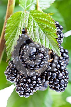 Fresh ripe blackberry on the twig