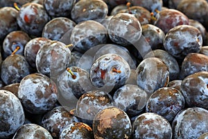 Fresh ripe blue plums close up at farmers market